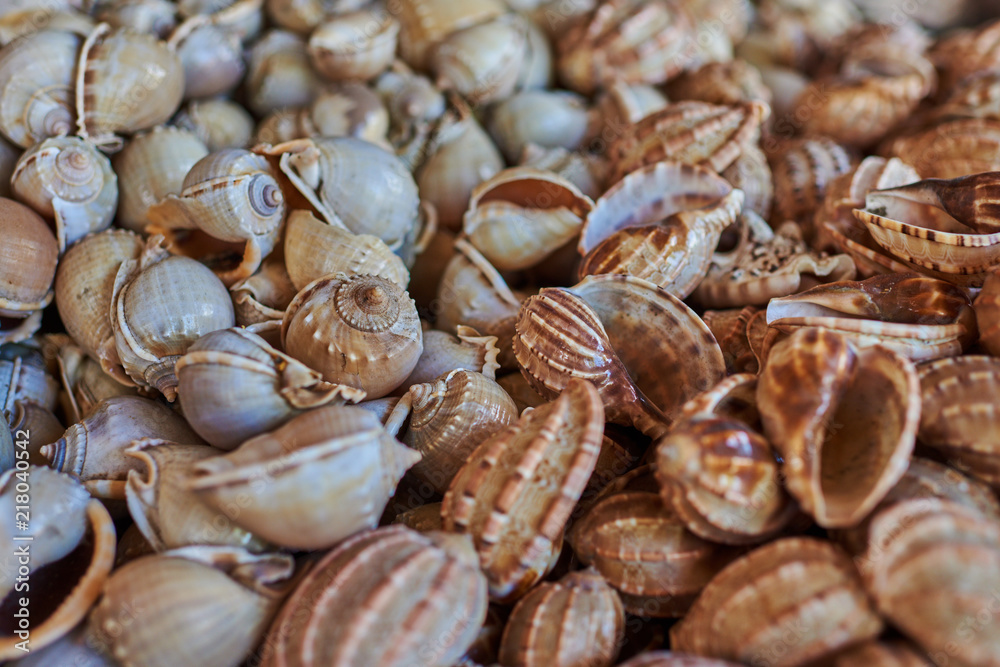 Seashells for sale on a beach.  Souvenir of  tropical summer vacation. Seashells in basket. Vacation and holiday souvenirs. Travel  concept.  Different seashells, background. Selective focus.