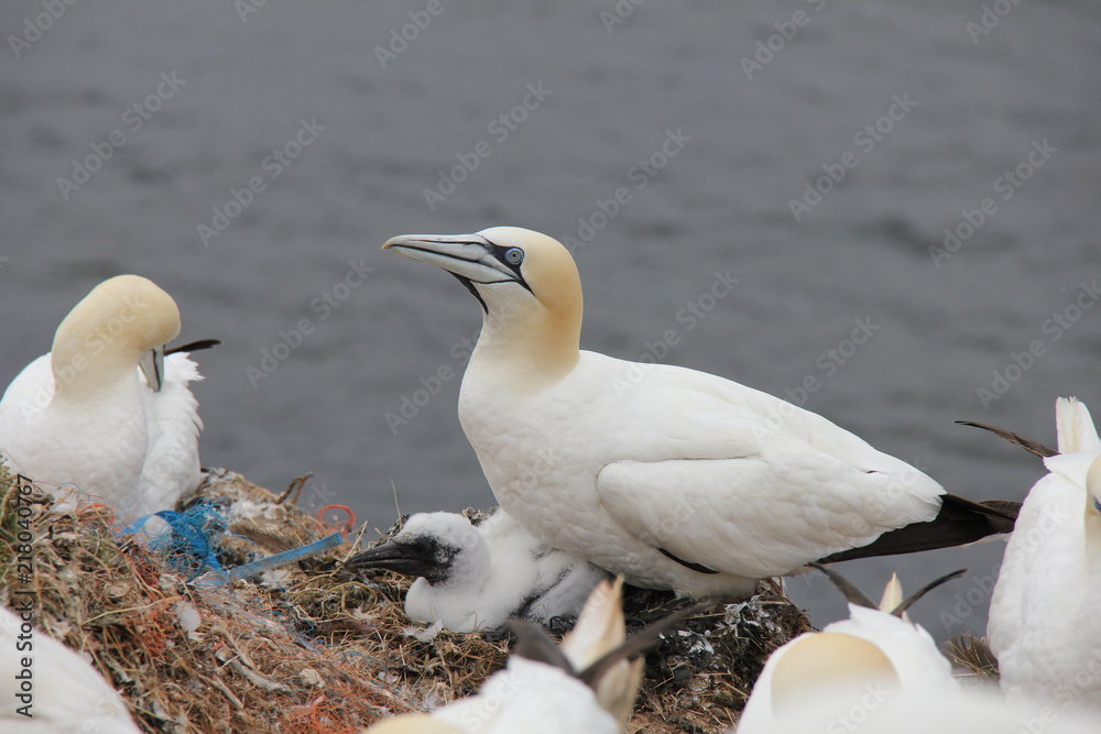 Nesting Northern Gannet with baby. Helgoland, Germany. Nesting Northern Gannet with baby. Helgoland, Germany.
