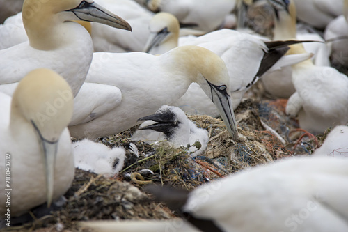 Nesting Northern Gannet with baby. Helgoland, Germany.