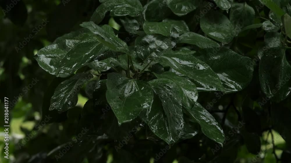 apple trees with green apples on a branch in the rainy day, droplets drip on a leaves. 4K