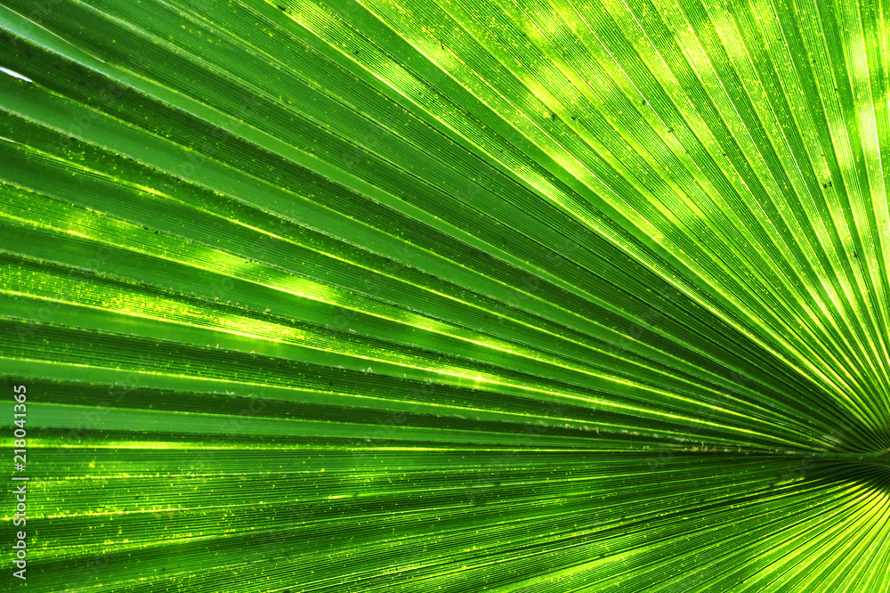 Obraz premium palm tree leaf texture