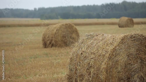 Yellow Rags of hay in the summer field photo