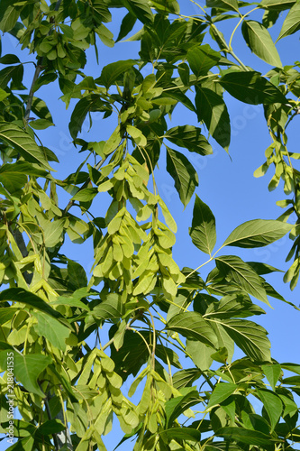 Leaves of ash-tree maple (lat. Ácer negúndo) on the background of blue sky.
Green leaves and seeds, vertical arrangement, bottom view.