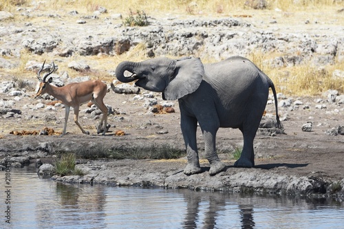 Afrikanischer Elefant (loxodonta africana) im Etosha Nationalpark (Namibia)
