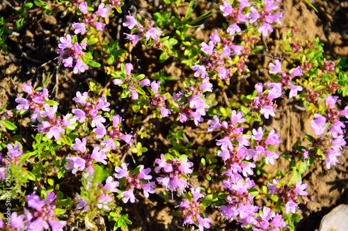 Background. Flowering Thyme (lat.Thymus)