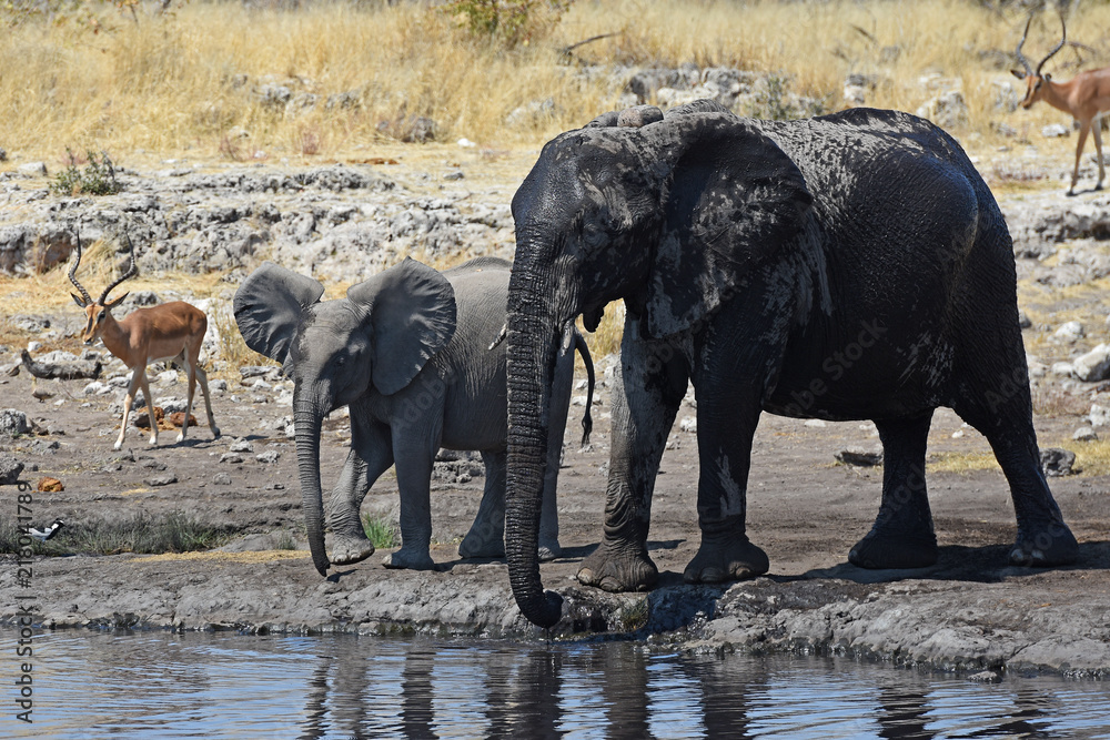 Obraz premium afrikanische Elefanten (loxodonta africana) am Wasserloch im Etosha Nationalpark