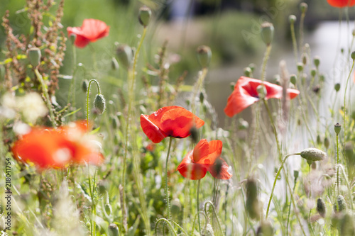 Wild blooming red poppies in field
