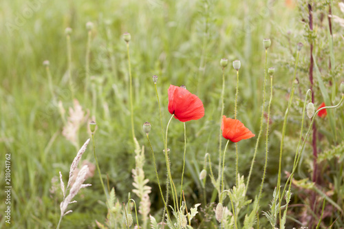 Wild blooming poppies in field, spring time