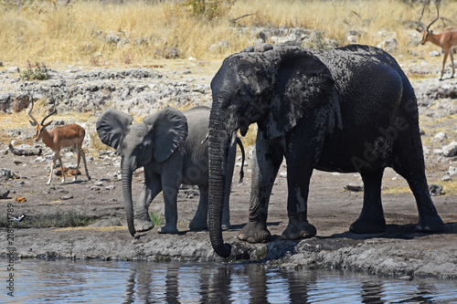 afrikanische Elefanten  loxodonta africana  am Wasserloch im Etosha Nationalpark
