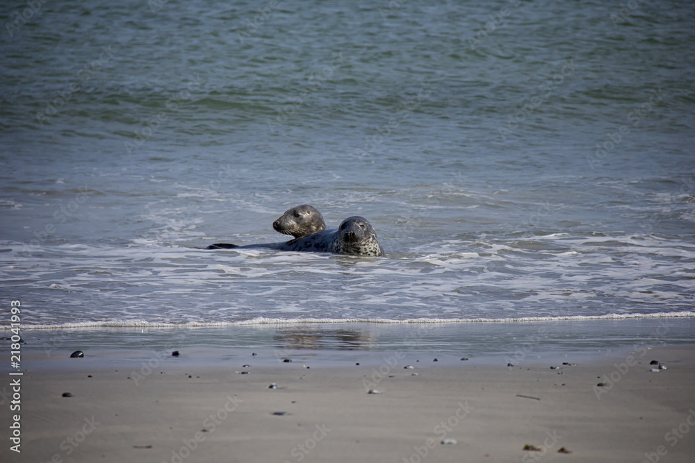 Harbor Seals (Phoca Vitulina) playing in water on small island Düne. Helgoland, Germany. Harbor Seals (Phoca Vitulina) playing in water on small island Düne. Helgoland, Germany.