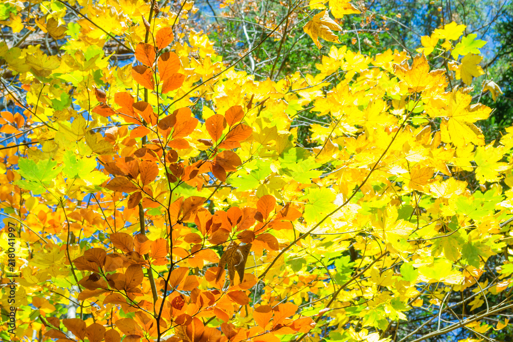 Autumn in the forest. Abstract natural background. The leaves are yellow and orange, painted autumn. Autumn in the forest. Abstract natural background. The leaves are yellow and orange, painted autumn.