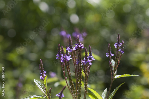 purple flower in garden
