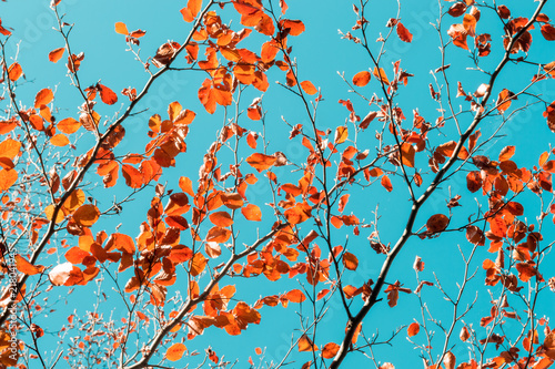 Autumn. Abstract natural background. Autumn. 
