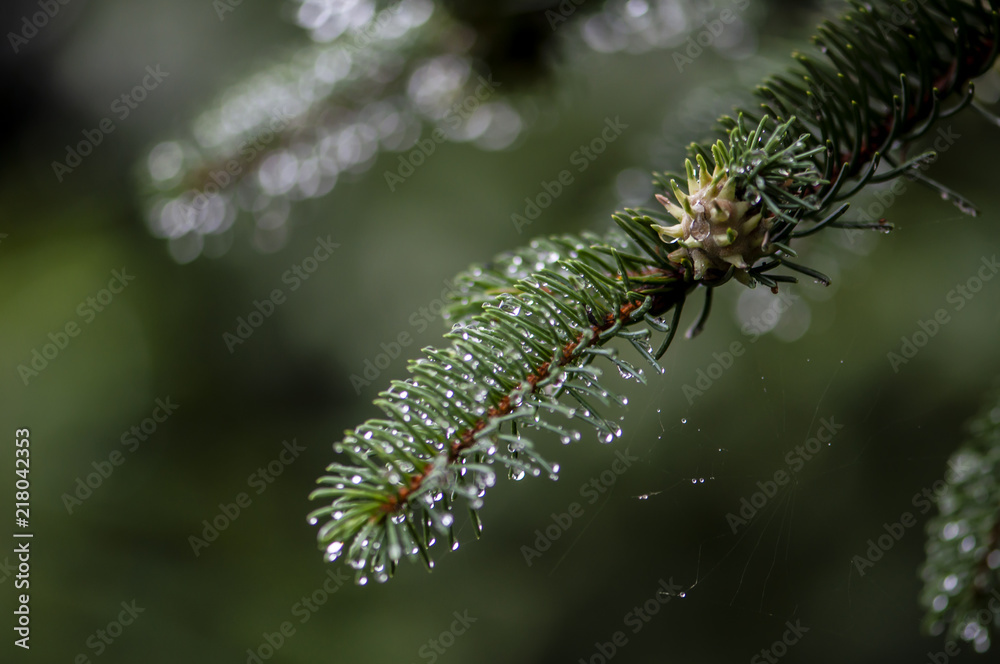 Naklejka premium Pine branches after the rain