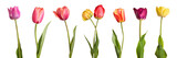 Flowers. Row of beautiful colorful tulips isolated on white background
