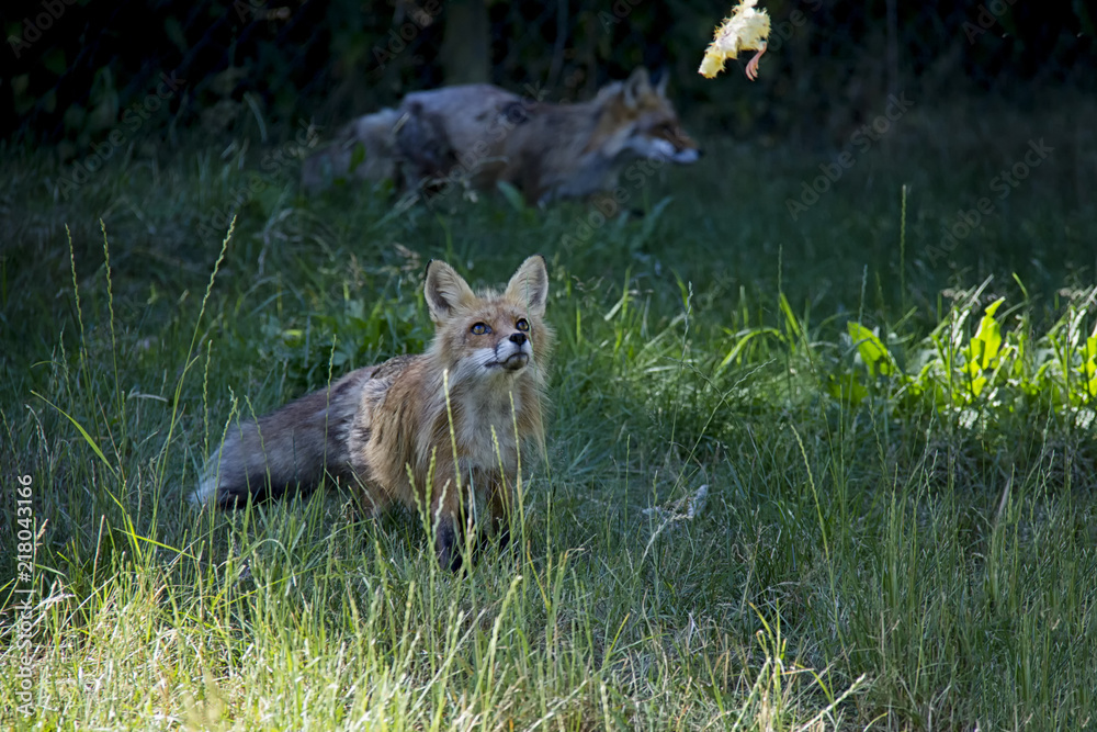Red Fox in the grass. Vulpes Vulpes. Red Fox in the grass. Vulpes Vulpes.