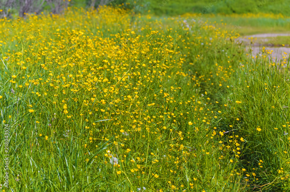 Green meadow with yellow buttercups. A path in the tall grass. Summer landscape.