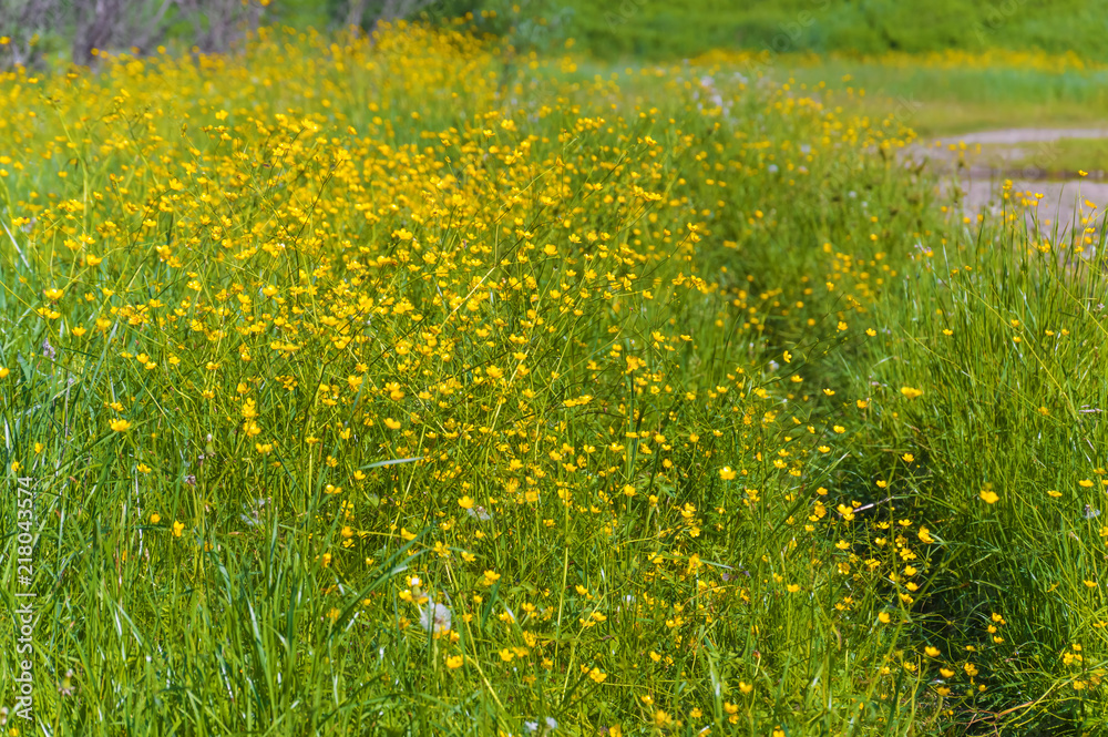 Obraz premium Green meadow with yellow buttercups. A path in the tall grass. Summer landscape.