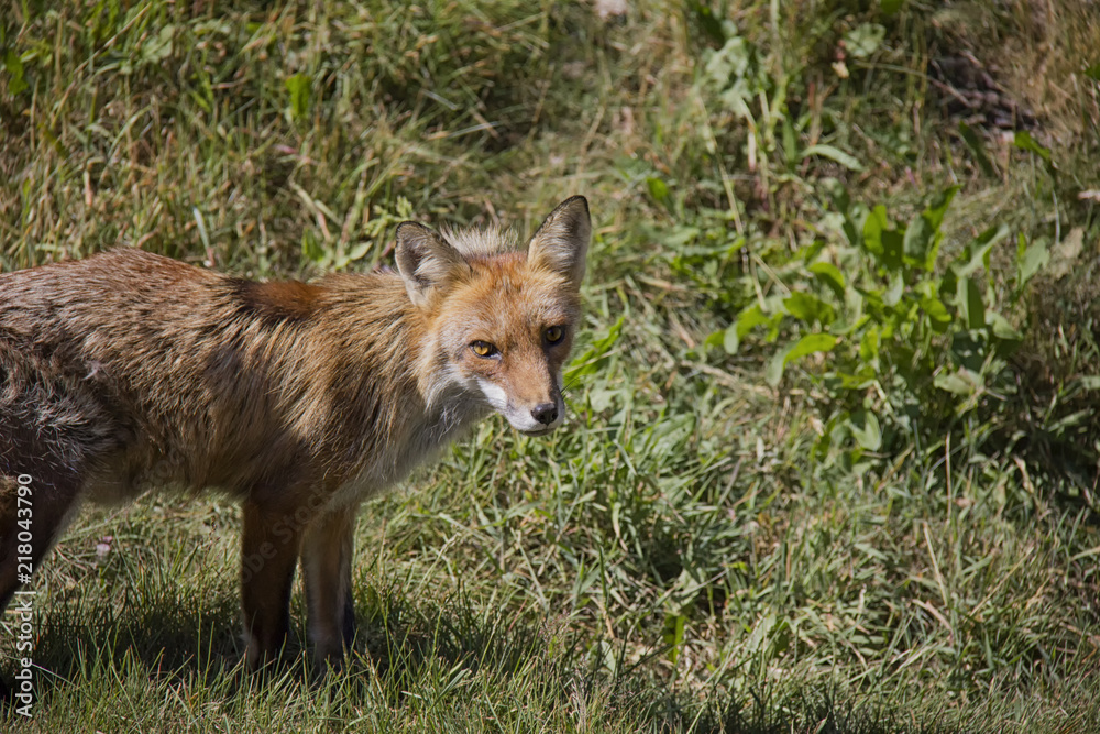 Portrait of Red Fox. Vulpes Vulpes. Portrait of Red Fox. Vulpes Vulpes.
