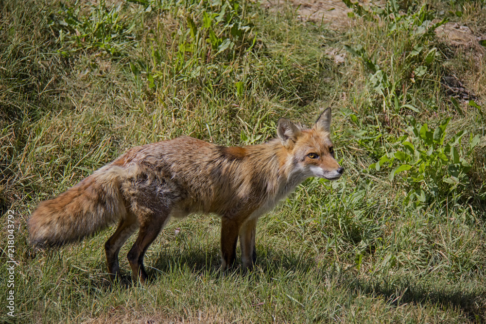 Red Fox in the grass. Vulpes Vulpes.