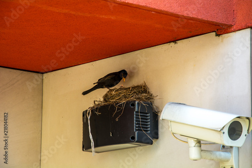 Bird's Nest on the video camera tracking