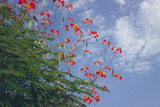 red and yellow flowers with sky as background