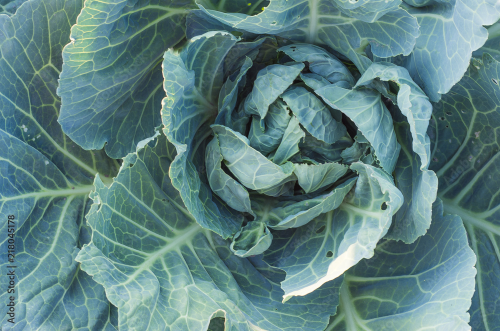 Obraz premium Soft focus of Big cabbage in the garden