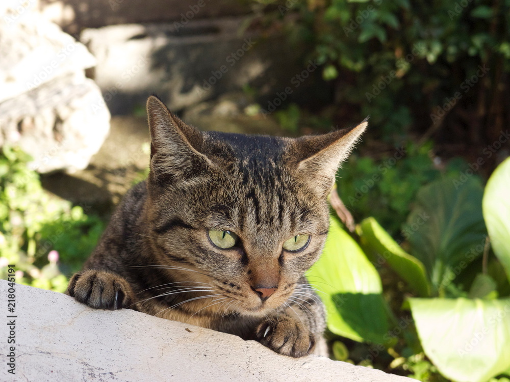 Obraz premium 猫