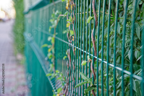 Green Steel fence in public park, footpath, defocused background