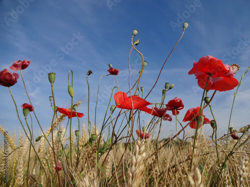 Mohnblumen