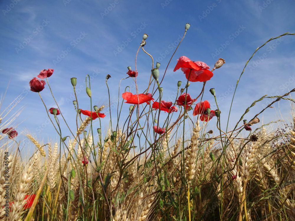 Naklejka premium Mohnblumen