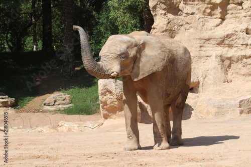Elefante asiático