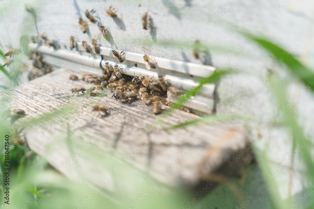 Wooden beehive and bees. Close up of flying bees. Wooden beehive and bees. Close up of flying bees.