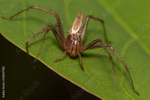 Take a close-up macro shot of a spider jumping on a natural leaf