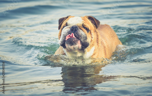 Funny portrait of the Englidh bulldog in the water,selective focus