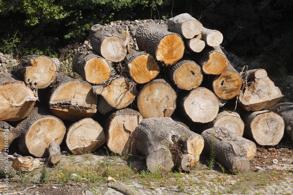 Aufgestapelte gefällte Baumstämme