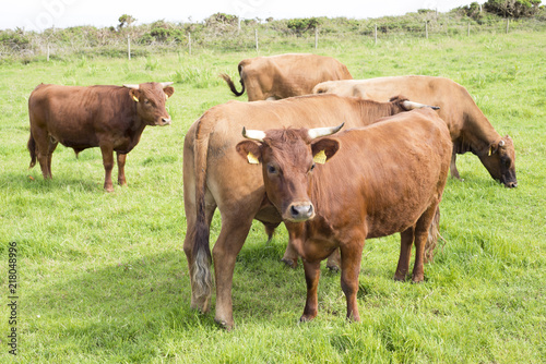 jersey cattle on green grass
