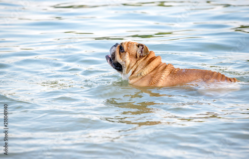 English bulldog swimming in the lake,selective focus