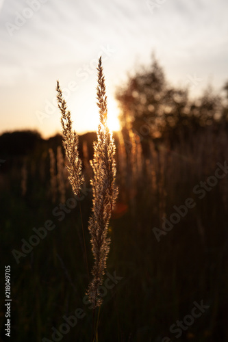 Stalk of wheat grass close-up photo silhouette at sunset and sunrise, nature sun sets yellow and black background