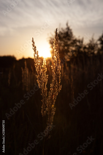 Stalk of wheat grass close-up photo silhouette at sunset and sunrise  nature sun sets yellow and black background