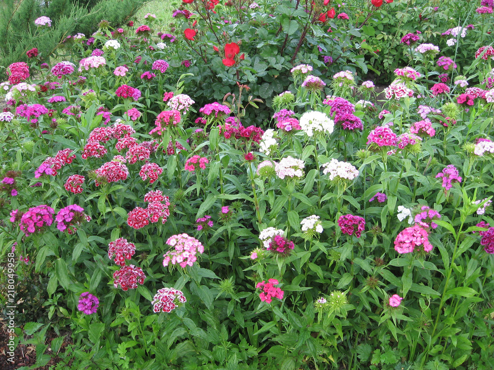 Flower carnation Turkish, Dianthus barbatus, Some blooming Turkish colorful carnations on the blurred background of green leaves, Inflorescence of small carnations growing in the garden