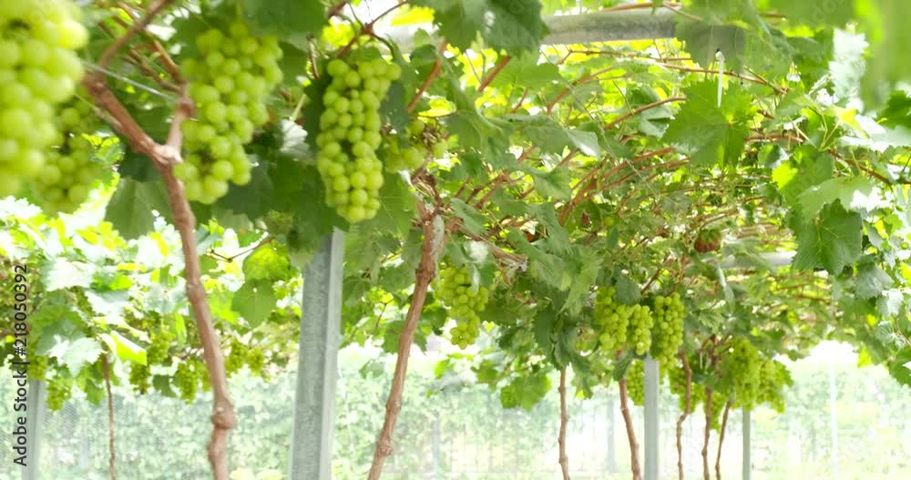 Green grape farm garden