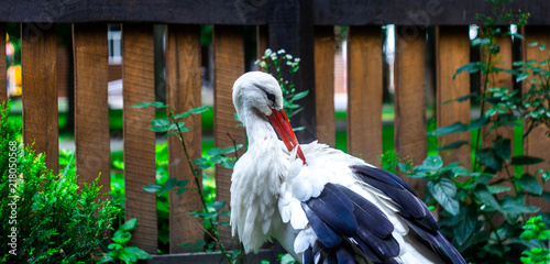 a beautiful stork on the background of a fence with a tree photo