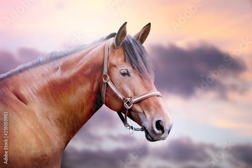 Horse with beautiful evening sky
