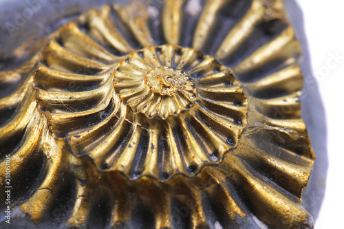 golden ammonite fossil