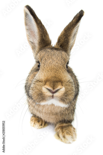 rabbit isolated on white