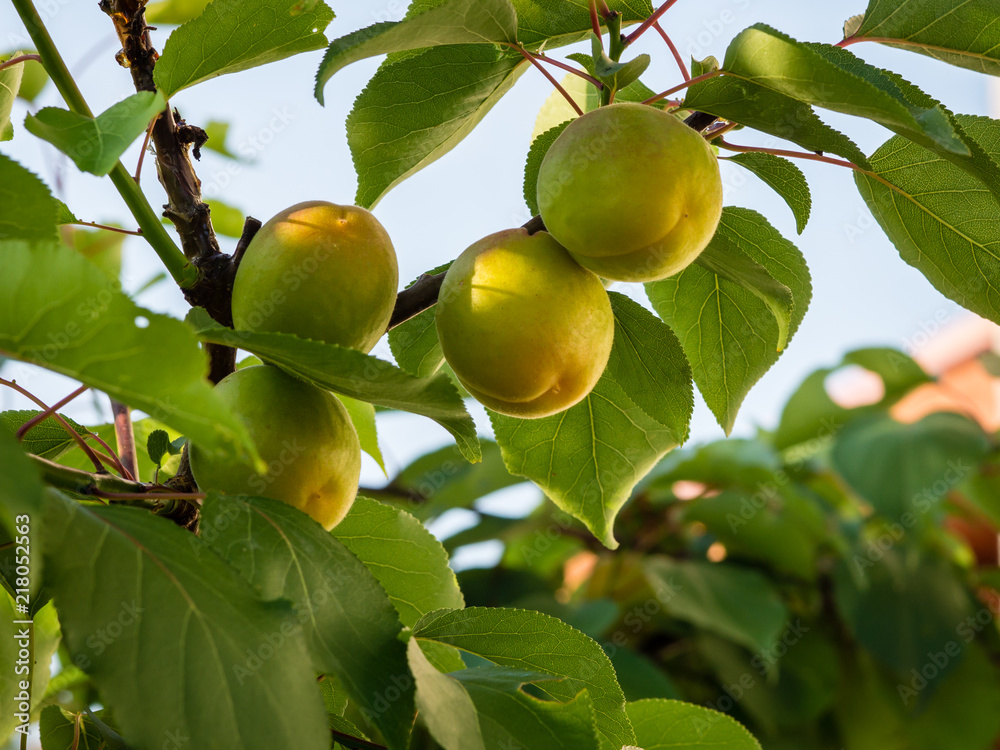 Unripe fruits of apricot tree (Prunus armeniaca)