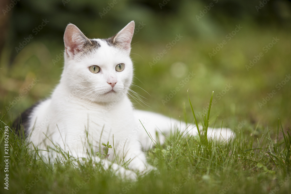 white cat with few spots lies in green grass looking alert white cat with few spots lies in green grass looking alert