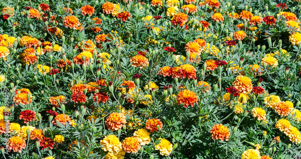the orange marigolds grade Bonanza Bolero,  glade a lot of bright orange-red, yellow-orange flowers, sunlight illuminates plants, summer day