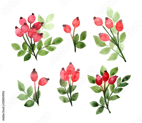 watercolor dogrose brances with rosehip and leaves, hand painted floral design elements set